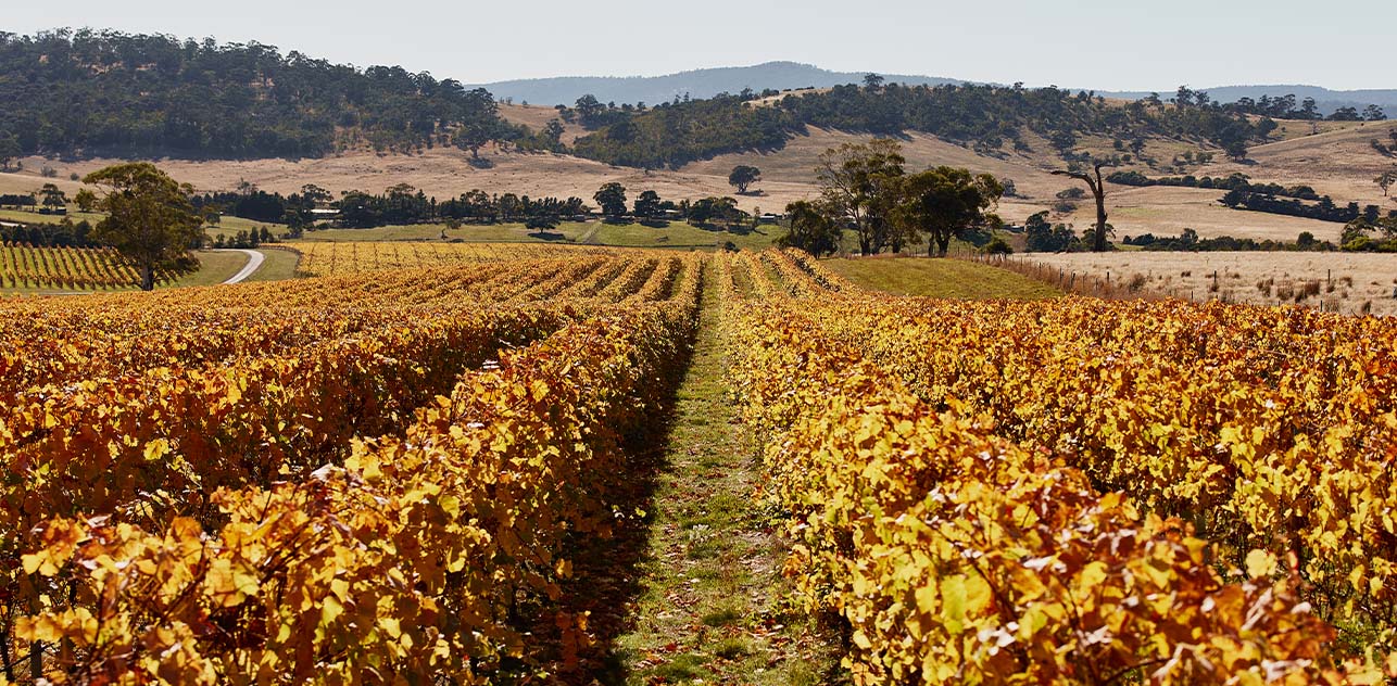 Dalrymple Vineyards Tasmania