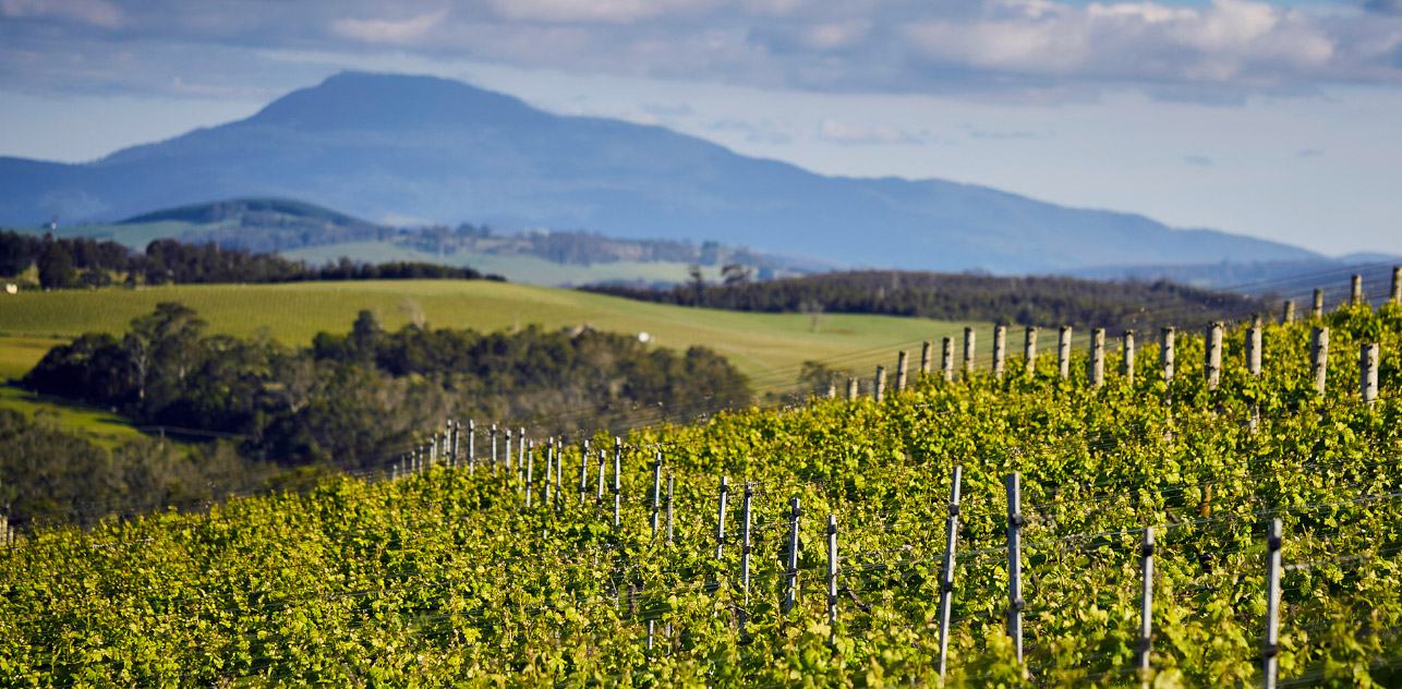 Dalrymple Vineyards Tasmania