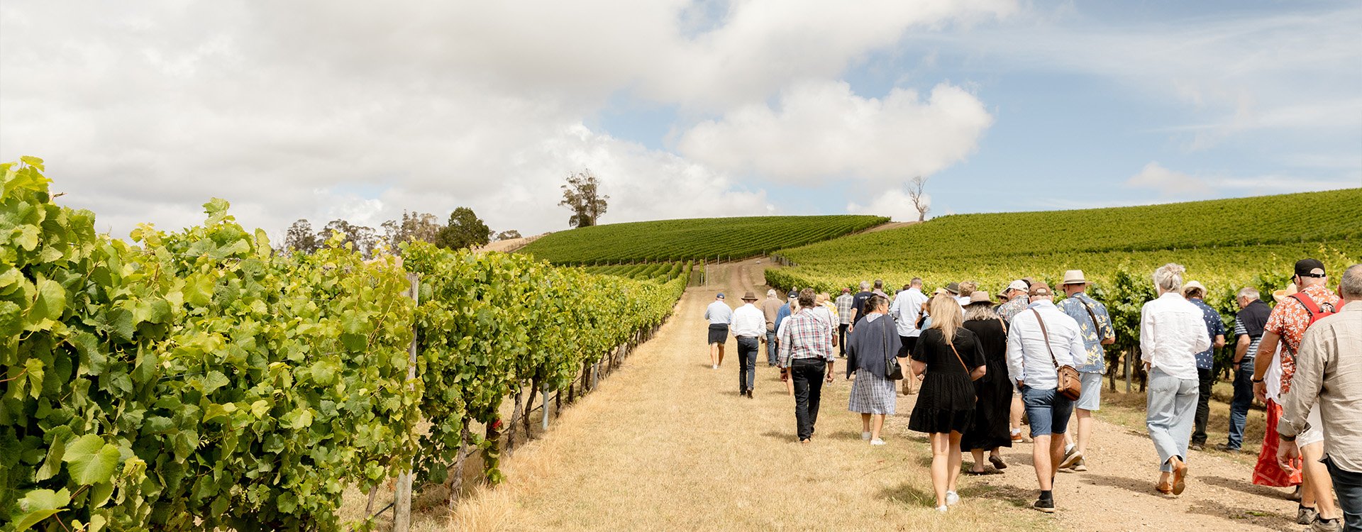 People exploring our Pipers River Vineyard as part of Dalrymple Unearthed 2026